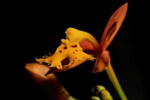 fleur d'orchidée jaune photo