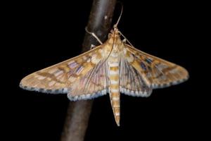 papillon épipagis orange photo