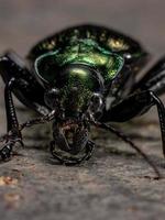 scarabée chasseur de chenille adulte photo