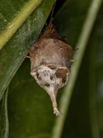 étui à œufs d'araignée longue filière photo