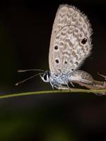 papillon bleu hanno adulte photo