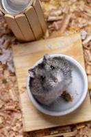 le hamster nain de Campbell photo