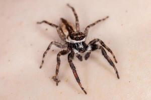 Araignée sauteuse mur gris mâle adulte