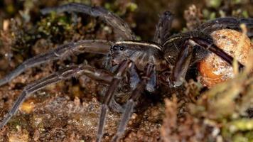 araignée-loup brésilienne photo