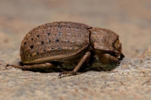 scarabée adulte