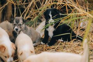 là sont beaucoup chiots dans le forêt photo