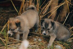 là sont beaucoup chiots dans le forêt photo