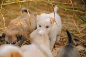 là sont beaucoup chiots dans le forêt photo