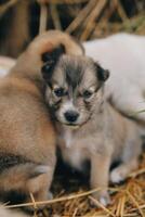 là sont beaucoup chiots dans le forêt photo