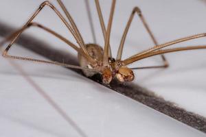 Araignée de cave à corps court mâle adulte photo