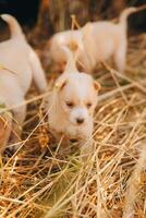 là sont beaucoup chiots dans le forêt photo