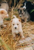 là sont beaucoup chiots dans le forêt photo