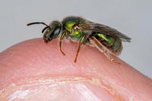 abeille à sueur augochlorée photo