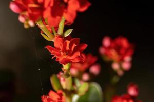 fleur rouge katy enflammée photo