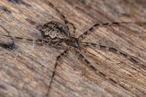 araignée longue filière adulte photo