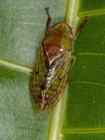 cicadelle typique adulte