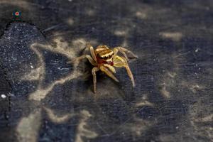 araignée sauteuse jaune photo