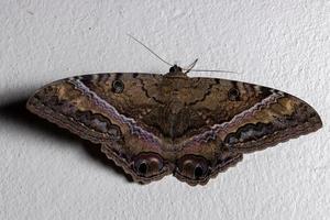 papillon de nuit noir photo