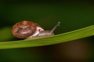 escargot asiatique photo