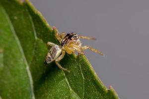 petite araignée sauteuse photo