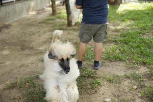 proche en haut duveteux gras fourrure blanc marron irlandais lévrier visage avec chien laisse en jouant dans chien parc photo