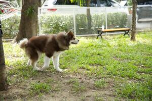 proche en haut blanc marron Couleur alaskan malamute duveteux gras fourrure visage fonctionnement , en jouant avec copains dans chien parc photo