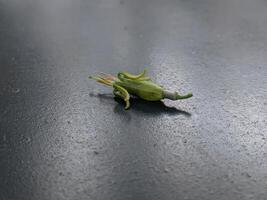 vert fleur bourgeons sur une noir Contexte photo