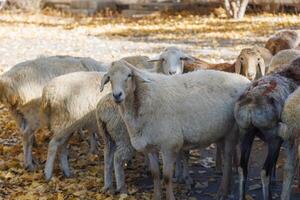 petit groupe de graisse queue mouton sur le rue à central Asie à ensoleillé l'automne journée photo