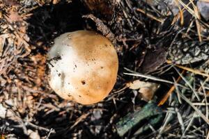 le grand champignon bolet Edulis grandit dans une conifère forêt photo