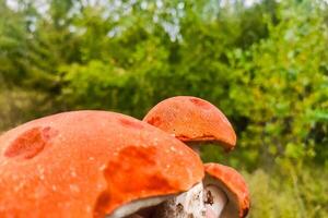 l. aurantiacum sur le Contexte de une vert forêt, champignon récolte. photo