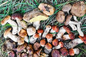 l. aurantiacum, bolet édulis, leccinum scabrum champignon récolte. photo