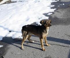 une chien permanent sur le rue dans de face de une neige couvert trottoir photo