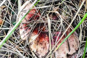 russula champignon avec une rouge casquette dans le forêt fermer photo