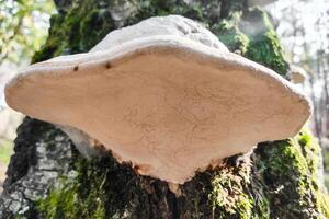 fomes fomentaire champignon dans le forêt fermer. photo