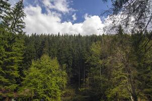 vert Montagne forêt photo