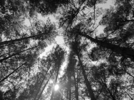 noir et blanc forêt Contexte. la nature et Soleil poutres photo