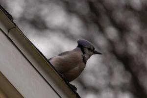 cette bleu geai a été séance perché sur le toit de mon maison. ces des oiseaux sont donc jolie à regarder avec leur blanc ventres et noir le bec. le peu mohawk permanent en haut avec curiosité. photo