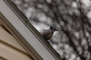 cette bleu geai a été séance perché sur le toit de mon maison. ces des oiseaux sont donc jolie à regarder avec leur blanc ventres et noir le bec. le peu mohawk permanent en haut avec curiosité. photo