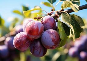 ai généré mûr et juteux prunes pendaison sur arbre avec bleu ciel. en bonne santé aliments. photo