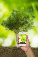 suivi le croissance de arbre semis de un de une grand arbre. affaires concept cette pouvez développer de une petit affaires dans une grand entreprise. photo