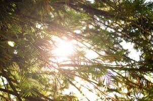 vert des arbres, le ensoleillé Matin photo