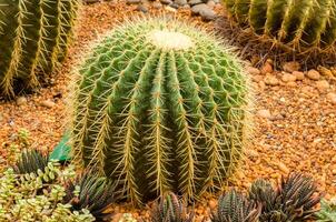 cactus baril d'or photo