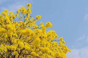 Jaune tabébuia fleur sur Contexte ciel. photo