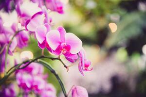 violet orchidée dans le jardin photo