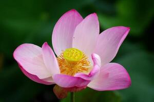 le lotus fleurs révéler une bouquet de magnifique Jaune étamines. photo