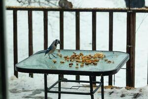 cette magnifique bleu geai venu à le verre table pour certains aliments. le jolie oiseau est entourer par cacahuètes. cette est tel une du froid tonique image. neige sur le sol et bleu couleurs tout autour. photo