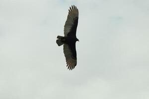 je l'amour le Regardez de cette magnifique buse encerclant dans le ciel. cette est une dinde vautour. le longue noir à plumes ailes étiré en dehors à glisser. le petit rouge tête donner cette oiseau le nom. photo