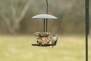 cette mignonne peu huppé mésange a été séance sur le graines pour oiseaux gâteau lentement cueillette à le la graine il recherché. je l'amour le peu point sur le sien tête et le gris peu corps. il aussi semble à être cherchant ombre. photo