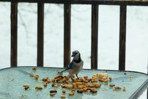 cette magnifique bleu geai venu à le verre table pour certains aliments. le jolie oiseau est entourer par cacahuètes. cette est tel une du froid tonique image. neige sur le sol et bleu couleurs tout autour. photo