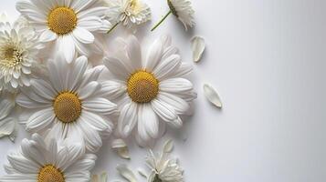 ai généré délicat Marguerite fleur sur blanc Contexte isolé photo